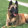 Anjing Belgian Malinois