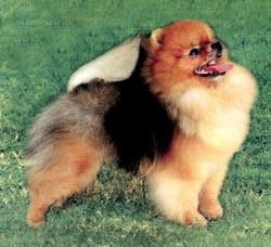 BISA American / Philipine Grand Champion JAN-SHAR DISNEY ANIMATION