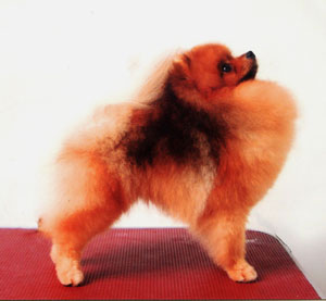 PHIL.GR.CH.Sunbriar's Viligante