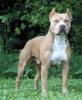 Pitbull : Mengenal Registrasi & Bloodline APBT Klasik Yang Menjadi Pondasi Bloodline APBT Modern (2)