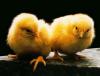 Flu Burung Pada Anjing