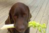 Nutrisi Untuk Anjing Vegetarian