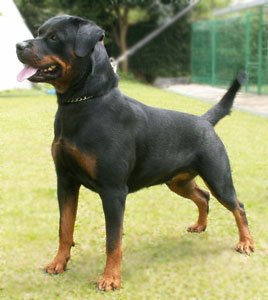 Rottweiler Von Himalaya