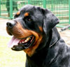 Rottweiler Von Himalaya