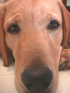 Apa Benar Anjing Adalah Hewan Karnivora ?