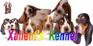 Xalient's Kennel