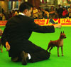 Liputan KMPI Multi Breed Dog Exhibition