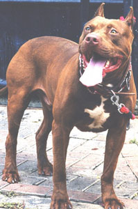 PR' SCOOBY DOO OF INDONESIA