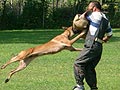 Foto + Liputan Ujian Anjing Karya Guna A.K.U 