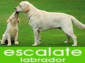 Escalate Labrador Retriever