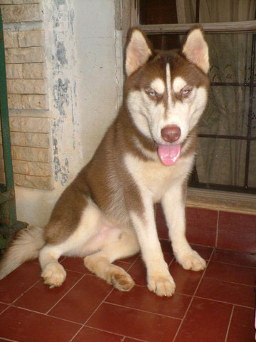 Aston von Red  Wolf Castle 