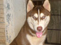 Aston von Red  Wolf Castle 