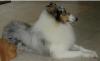 Anjing Rough Collie