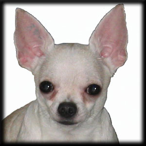 De Maia Chihuahuas Kennel