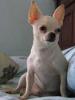 De Maia Chihuahuas Kennel
