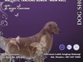 Pameran All Breed Perkin Konsulat Makassar