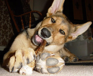 Mengapa Anjing Suka Mengunyah (Chewing)