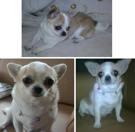 Chihuahua Hilang Di Otista - Bandung