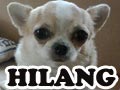 Chihuahua Hilang Di Otista - Bandung