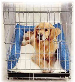 Mengapa Anjing Perlu Kandang