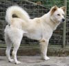 Asian Kennel Union Dukung Pemuliabiakan Anjing Kintamani Bali