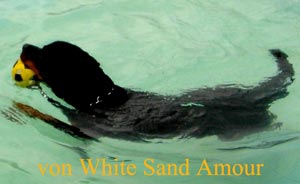 Berenang Baik Untuk Anjing