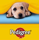 Melatih Anakan Anjing Buang Air Ditempat Yang Benar