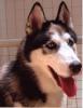 Wolfs Rain Cosmic Arragon