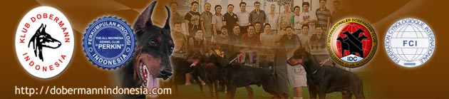 Back To Back Dobermann Show - KDI East Java