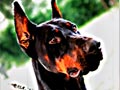 Back To Back Dobermann Show - KDI East Java