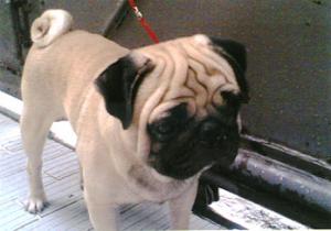 Diego Von Suka Maju