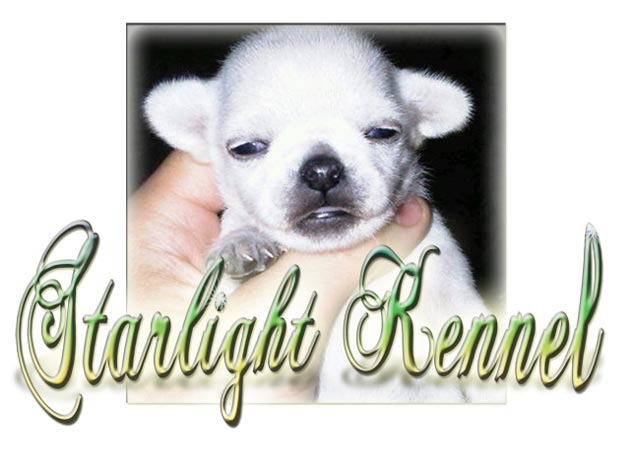  StarLight Chihuahuas Kennel