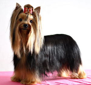 TH.INA.CH. Pretty Doll's Man Of The Year