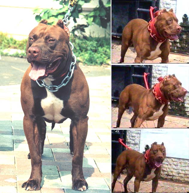 PR'Sradaputta's Big Kahuna