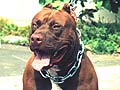 PR'Sradaputta's Big Kahuna