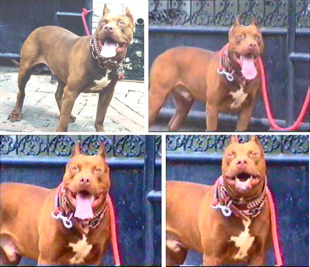 PR'Scooby Doo of Indonesia