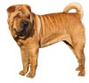 Anjing ChineseShar-Pei