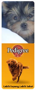 Mengadopsi Anjing