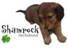 Shamrock Dachshund