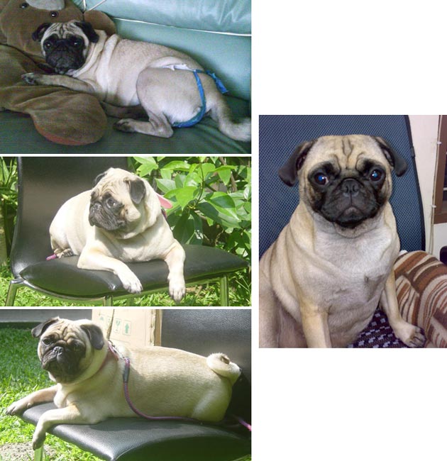 Pug Hilang Di Bandung