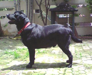 Arsena Poco of Vimarron