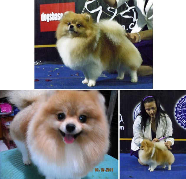 D'Rising Sun Jack Daniel