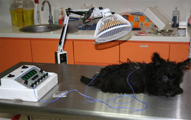 Pengobatan Lumpuh pada Anjing dan Kucing