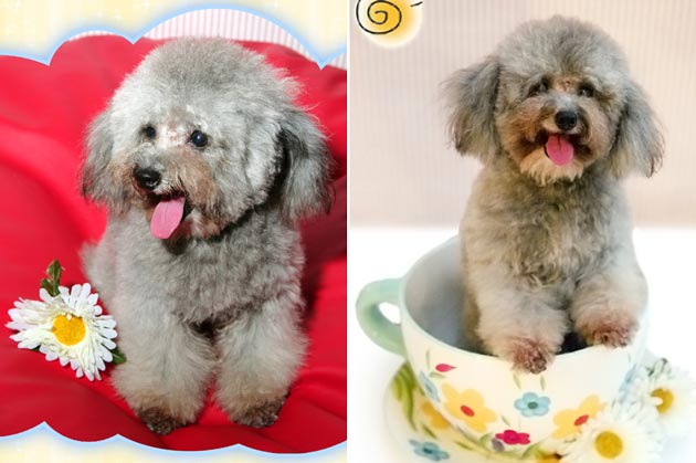 Pennon of Cute-House Int'l Dog FCI