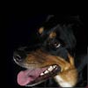 Periksa Mulut Anjing Anda Secara Berkala
