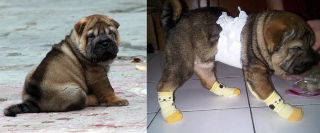 Shar-Pei Hilang Di Muara Karang