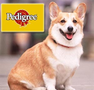 Perawatan Terhadap Anjing Yang Kegemukan