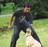 Tingkah Laku Anjing Malinois