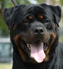 Maranatha Rottweiler Kennel