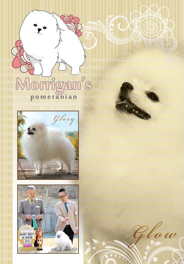 Morrigan's White Pomeranian Kennel